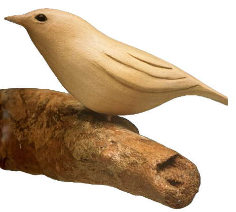 Nuthatch